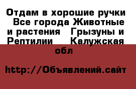 Отдам в хорошие ручки - Все города Животные и растения » Грызуны и Рептилии   . Калужская обл.